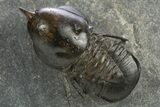 Pelagic Trilobite (Cyclopyge) Fossil - Exceptional Specimen #311825-2